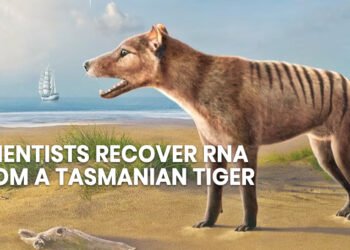 Scientists Recover RNA from a Tasmanian Tiger