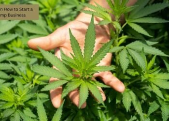 Tips On How to Start a Hemp Business